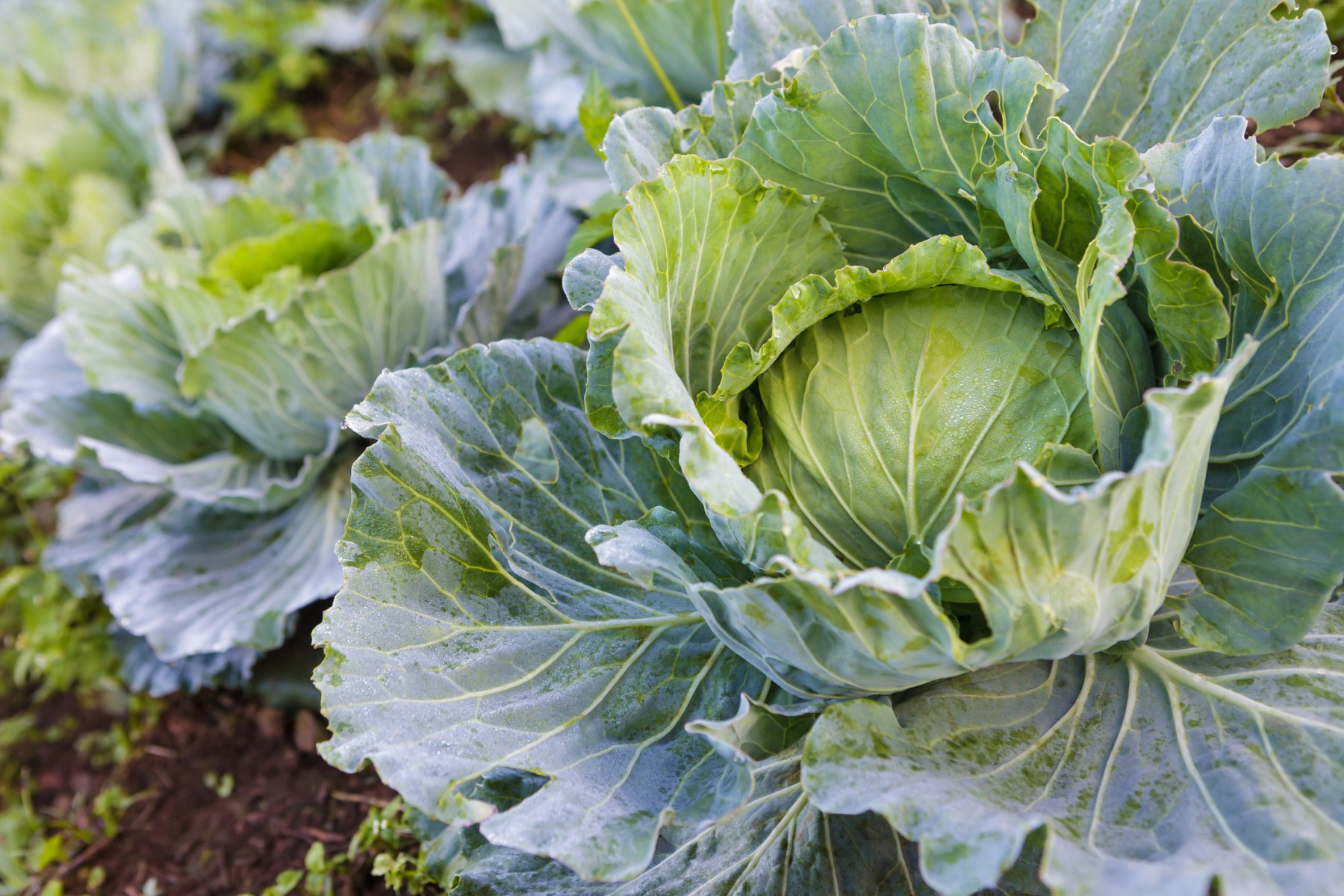 Cabbage Tilth en Español